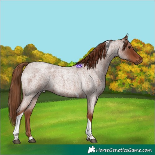 Horse Color:Red Roan Tobiano 