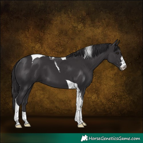 Horse Color:Smoky Black Tobiano 