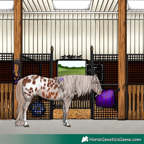 Horse Color:Chestnut Tobiano Appaloosa 