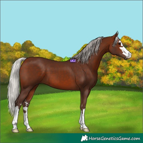 Horse Color:Silver Bay 