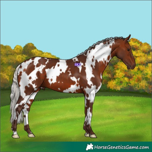 Horse Color:White Spotted Silver Bay 