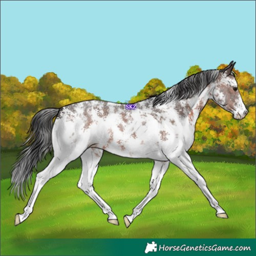 Horse Color:Brown Sabino 