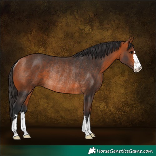 Horse Color:Bay Rabicano 