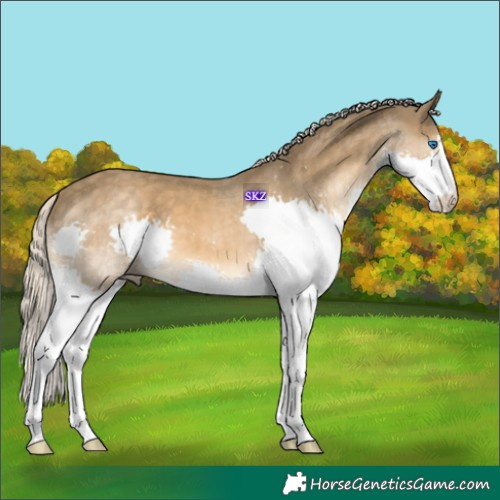 Horse Color:Chocolate Palomino Splash 