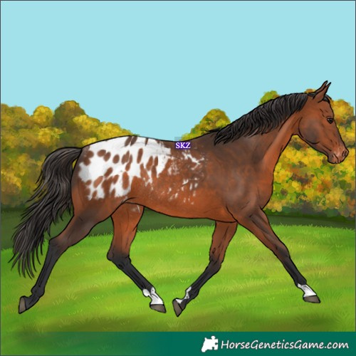 Horse Color:Bay Appaloosa Rabicano 