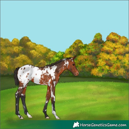 Horse Color:White Spotted Bay Appaloosa