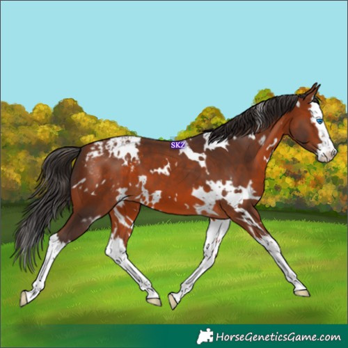Horse Color:White Spotted Bay Splash Appaloosa 