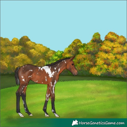 Horse Color:White Spotted Bay 