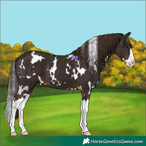 Horse Color:White Spotted Liver Chestnut Splash 