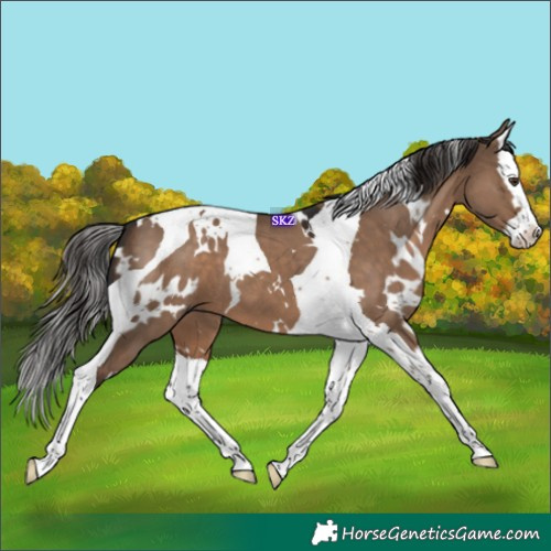 Horse Color:White Spotted Liver Red Dun Splash Tobiano 