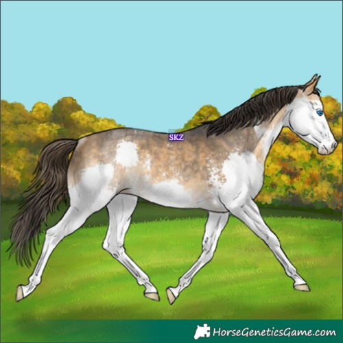 Horse Color:Buckskin Sabino Splash Rabicano 