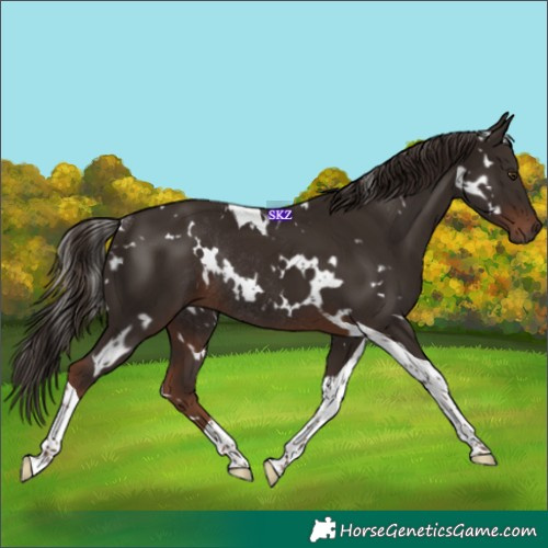 Horse Color:White Spotted Liver Chestnut Tobiano Rabicano 