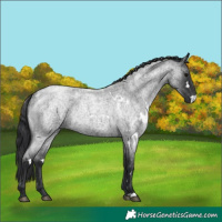 Horse Color:White Spotted Blue Roan Rabicano 