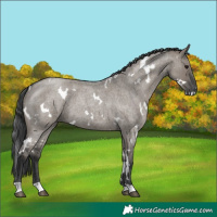 Horse Color:White Spotted Grullo Roan 