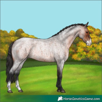 Horse Color:Brown Roan Sabino Rabicano