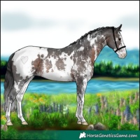 Horse Color:White Spotted Brown Sabino Rabicano