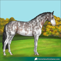 Horse Color:Brown Sabino Rabicano