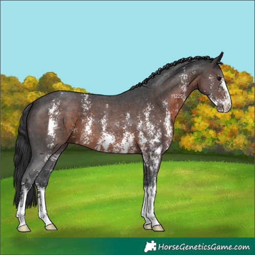 Horse Color:Brown Sabino