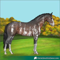 Horse Color:Brown Sabino