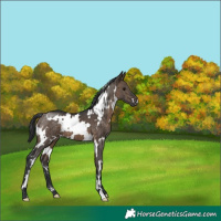 Horse Color:White Spotted Brown Dun Brindle