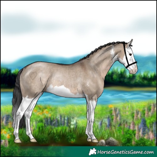 Horse Color:Brown Dun Sabino Splash Rabicano