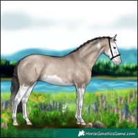 Horse Color:Brown Dun Sabino Splash Rabicano 