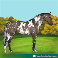 Horse Color:White Spotted Brown Dun 