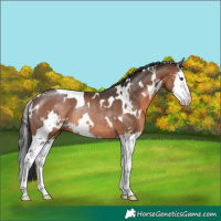Horse Color:White Spotted Brown Sabino Splash Rabicano 