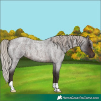 Horse Color:Silver Brown Roan 