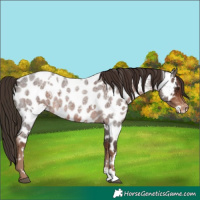 Horse Color:White Spotted Liver Red Roan Near Leopard 