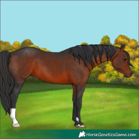 Horse Color:Brown 