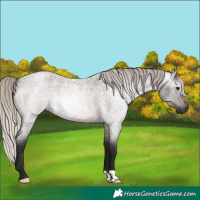 Horse Color:Gray Silver Brown Roan 