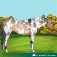 Horse Color:White Spotted Bay Dun Rabicano 