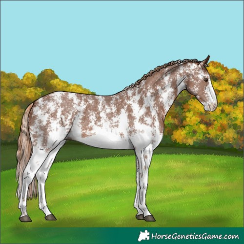 Horse Color:Chestnut Sabino 