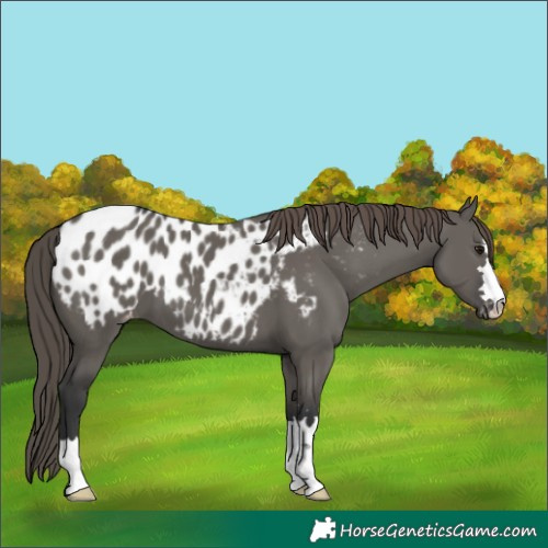 Horse Color:Grullo Appaloosa 