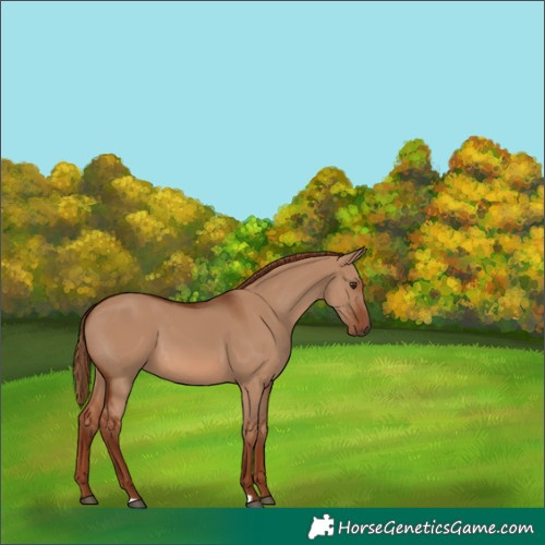 Horse Color:Red Dun 