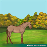 Horse Color:Red Dun 