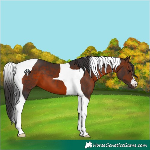 Horse Color:Brown Tobiano 