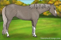 Horse Color:Silver Grullo 