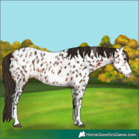 Horse Color:Bay Appaloosa  and Gray Bay Appaloosa 