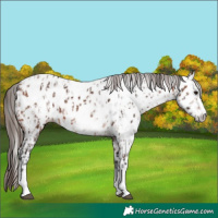 Horse Color:Bay Appaloosa  and Gray Bay Appaloosa 