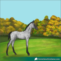 Horse Color:Blue Roan Appaloosa 