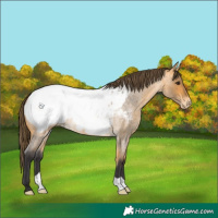 Horse Color:Buckskin Roan Near Fewspot 