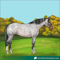 Horse Color:Brown Roan Blanket 