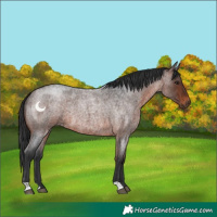 Horse Color:Brown Roan