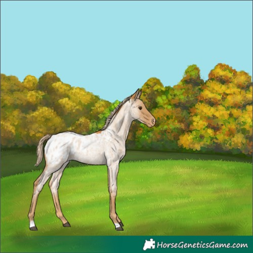Horse Color:Palomino Roan Appaloosa 