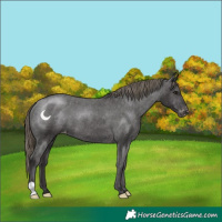 Horse Color:Smoky Black Varnish