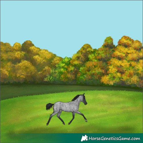 Horse Color:Blue Roan 