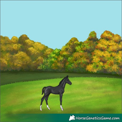 Horse Color:Black 