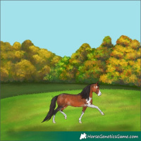 Horse Color:Bay Sabino